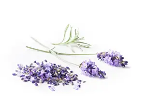 Augustifolia: Lavender