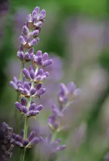 Augustifolia: Lavender