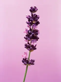 Augustifolia: Lavender