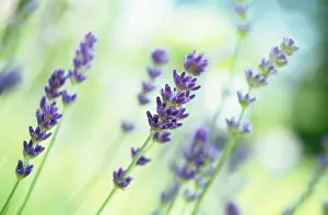 Augustifolia: Lavender