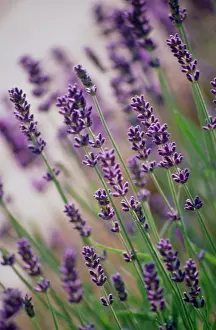Augustifolia: Lavender