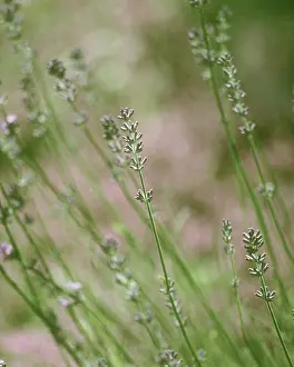 Augustifolia: Lavender