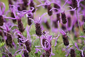 Papillon: Lavender
