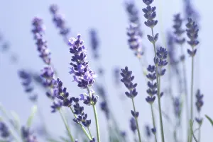 Augustifolia: Lavender