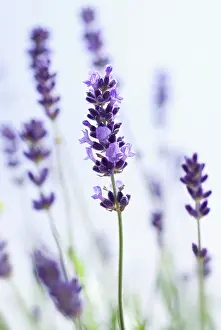 Augustifolia: Lavender