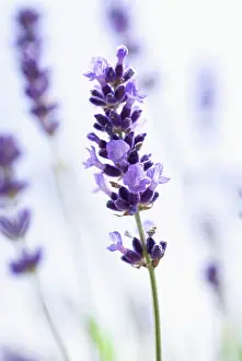 Augustifolia: Lavender