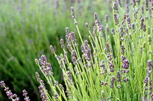 Augustifolia: Lavender