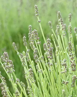 Augustifolia: Lavender