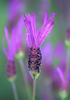 Stoechas: Lavender