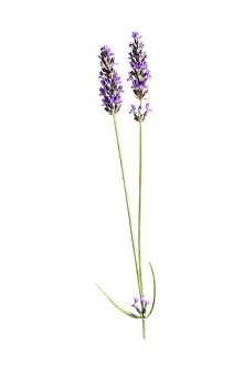 Augustifolia: Lavender