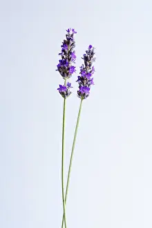 Augustifolia: Lavender