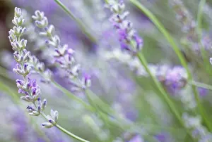 Augustifolia: Lavender