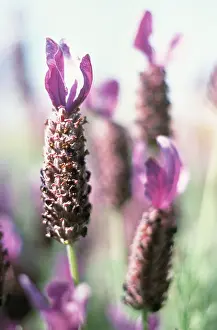 Stoechas: Lavender