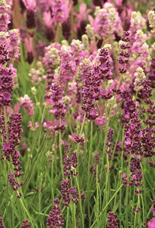 Augustifolia: Lavender