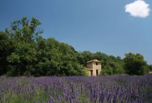 Angustifolia: Lavender
