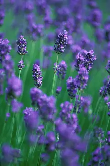 Augustifolia: Lavender