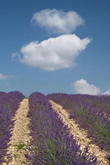 Angustifolia: Lavender
