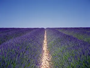 Angustifolia: Lavender