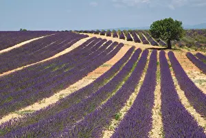Angustifolia: Lavender