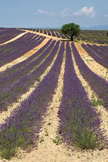 Angustifolia: Lavender