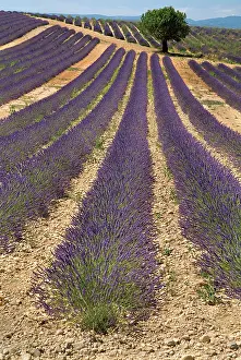 Angustifolia: Lavender