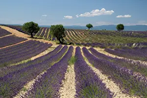 Angustifolia: Lavender