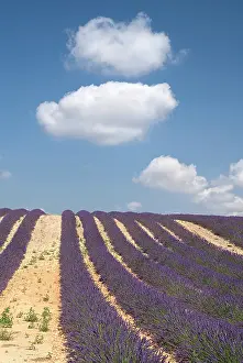 Angustifolia: Lavender
