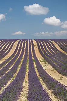 Angustifolia: Lavender