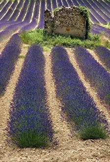 Angustifolia: Lavender