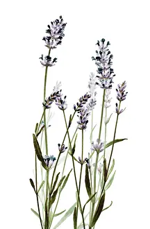 Augustifolia: Lavender
