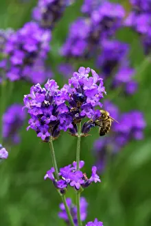 Augustifolia: Lavender