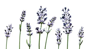 Augustifolia: Lavender