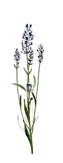 Augustifolia: Lavender