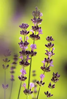 Augustifolia: Lavender
