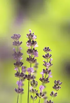 Augustifolia: Lavender