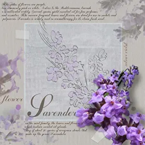 Augustifolia: Lavender