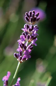 Augustifolia: Lavender