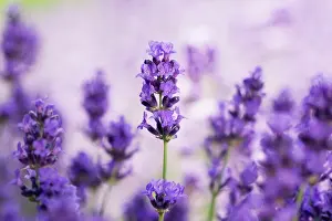 Augustifolia: Lavender