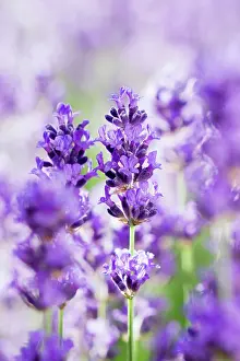 Augustifolia: Lavender