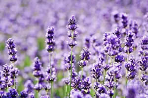 Augustifolia: Lavender