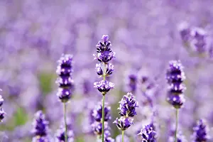 Augustifolia: Lavender