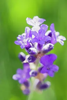 Augustifolia: Lavender