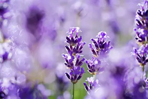Augustifolia: Lavender