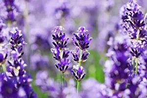 Augustifolia: Lavender