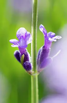 Augustifolia: Lavender
