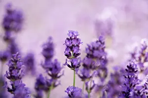 Augustifolia: Lavender