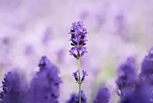 Augustifolia: Lavender