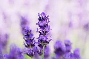 Augustifolia: Lavender