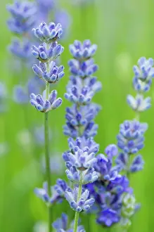 Angustifolia: Lavender