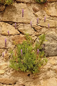 Resourceful: Lavender